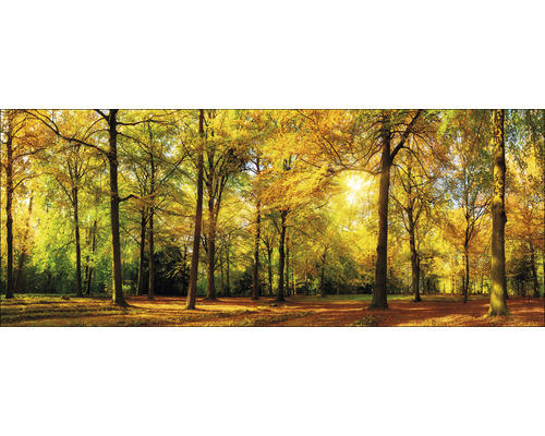 Glasbild Sunshine in the forest 50x125 cm