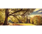 Hornbach Glasbild Sunshine in the park 30x80 cm