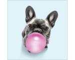 Hornbach Glasbild Dog chewing gum II 20x20 cm