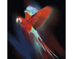 Hornbach Glasbild Red Parrot 50x50 cm