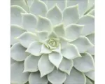 Hornbach Glasbild Echeveria II 30x30 cm