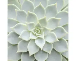 Glasbild Echeveria II 30x30 cm