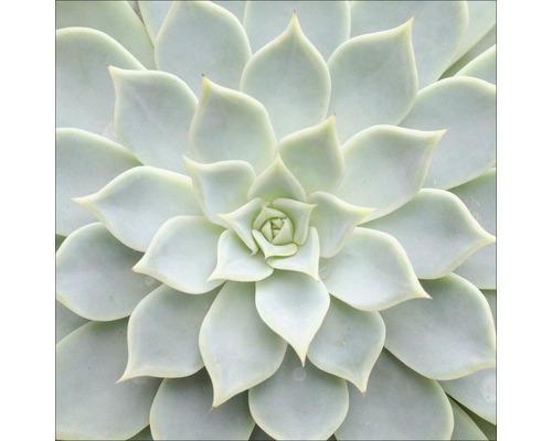 Glasbild Echeveria II 30x30 cm