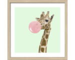 Hornbach Gerahmtes Bild Giraffe chewing gum 33x33 cm