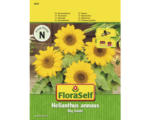 Hornbach Sonnenblume 'Big Smile' FloraSelf samenfestes Saatgut Blumensamen