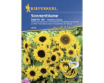 Hornbach Blumensamen Kiepenkerl Sonnenblume 'Majestic Mix'