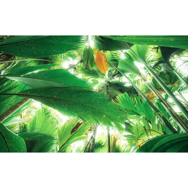 Fototapete 450/280 cm
