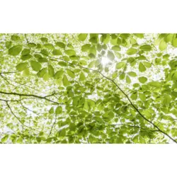 Fototapete 450/280 cm