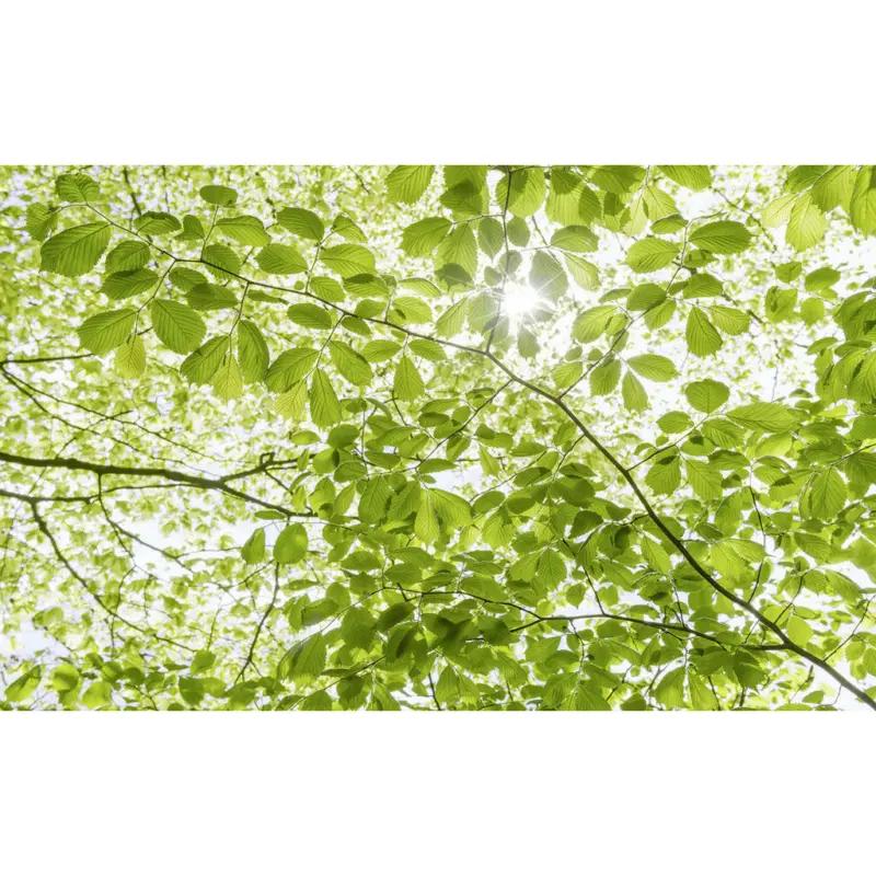 Fototapete 450/280 cm