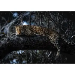 Fototapete 400/280/1 cm