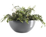 Hornbach Pflanzschale Ecopots Brussels Ø 30 H 14 cm grau