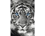 Hornbach Maxiposter Tiger Blue Eyes 61x91,5 cm