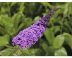 Sommerflieder, Schmetterlingsflieder Buddleja davidii 'Summer Teens ® Lilith Lilac' H 40-50 cm Co 5 L