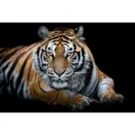 XXXLutz Lauterach - Ihr Möbelhaus bei Bregenz Acrylglasbild