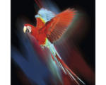 Hornbach Glasbild Red Parrot 30x30 cm