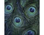 Hornbach Glasbild Peacock eyes 30x30 cm