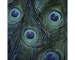 Hornbach Glasbild Peacock eyes 30x30 cm