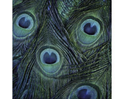 Glasbild Peacock eyes 50x50 cm