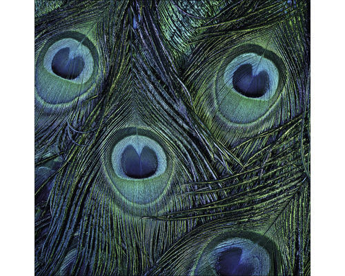 Glasbild Peacock eyes 50x50 cm