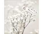 Hornbach Glasbild Meadow flowers I 30x30 cm
