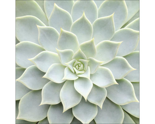 Glasbild Echeveria II 20x20 cm