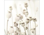 Hornbach Glasbild Dried poppies 30x30 cm