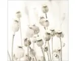 Hornbach Glasbild Dried poppies 30x30 cm