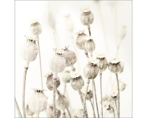 Glasbild Dried Poppies 50x50 cm