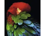 Hornbach Glasbild Parrot in the jungle 30x30 cm
