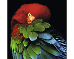 Glasbild Parrot in the jungle 30x30 cm