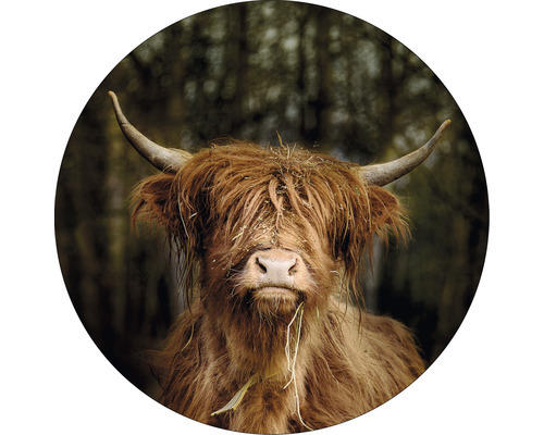 Glasbild rund Highland Cattle VI Ø 20 cm