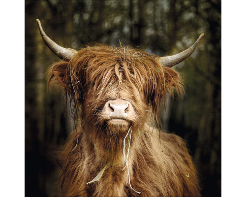 Glasbild Highland Cattle VI 50x50 cm