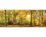 Hornbach Glasbild Sonnenschein im Wald III 30x80 cm