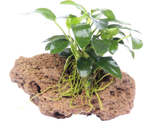 Bonsai Speerblatt Stein - Anubias nana Bonsai