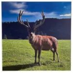 XXXLutz Lauterach - Ihr Möbelhaus bei Bregenz Infrarot-Heizpaneel Deer 360 W