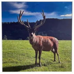 Infrarot-Heizpaneel Deer 360 W