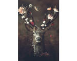 Hornbach Maxiposter Fauna Flora Deer 61x91,5 cm