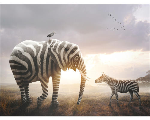 Leinwandbild Striped Animal 57x77 cm