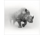 Hornbach Glasbild Grey Rhino 20x20 cm
