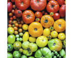 Hornbach Glasbild Colorful Tomatoes 20x20 cm