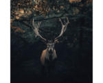 Hornbach Glasbild Deer In The Dark 30x30 cm