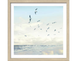 Gerahmtes Bild Seagulls Beach 33x33 cm