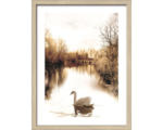 Hornbach Gerahmtes Bild Lonely Swan 33x43 cm