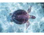 Hornbach Leinwandbild Turtle in Water 80x116 cm