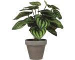 Hornbach Kunstpflanze Mica Peperomia im Topf Ø 23 cm H 24 cm