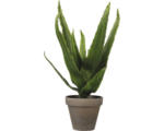 Hornbach Kunstpflanze Mica Aloe Vera grün im Topf Mica Ø 16 cm H 30 cm