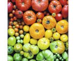 Hornbach Glasbild Colorful Tomatoes 30x30 cm