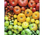 Hornbach Glasbild Colorful Tomatoes 30x30 cm