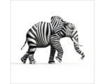 Hornbach Glasbild Striped Elefant 50x50 cm