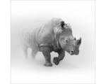 Hornbach Glasbild Grey Rhino 50x50 cm
